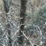 酸枣树4~6cm4~6cm