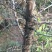 酸枣树4~6cm4~6cm