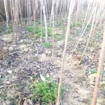 矮化樱桃苗正宗矮化樱桃树苗