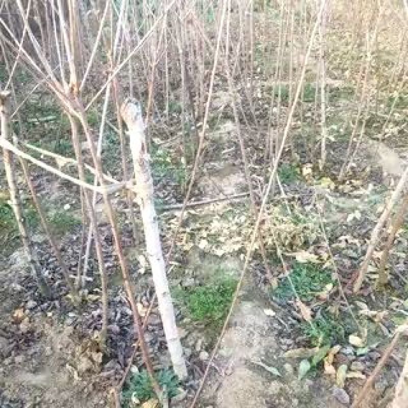 矮化樱桃苗正宗矮化樱桃树苗