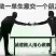 黄玉米14~16%