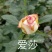 四季玫瑰苗10cm以下