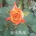 四季玫瑰苗10cm以下