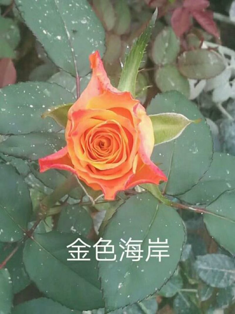 四季玫瑰苗10cm以下