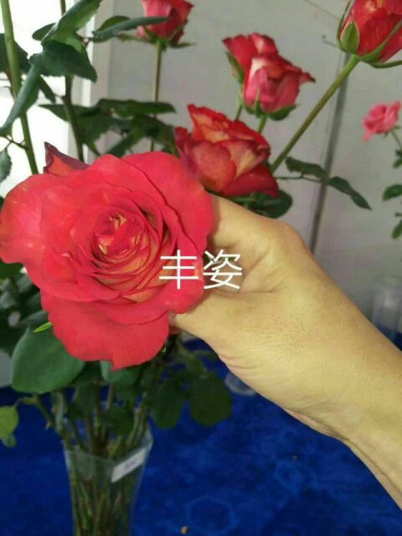 四季玫瑰苗10cm以下