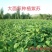 紫苏油纯冷榨两瓶包邮88元甘肃人自己的食用油