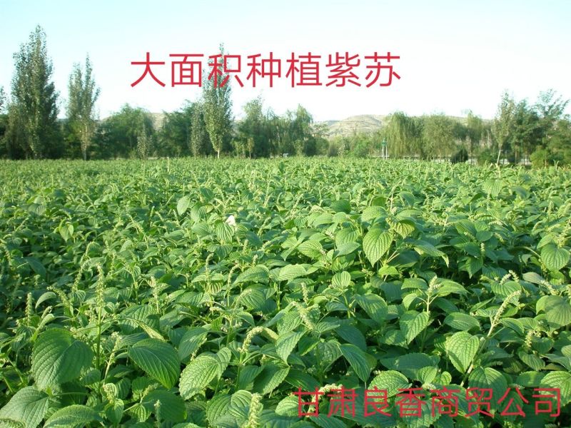 紫苏油纯冷榨两瓶包邮88元甘肃人自己的食用油