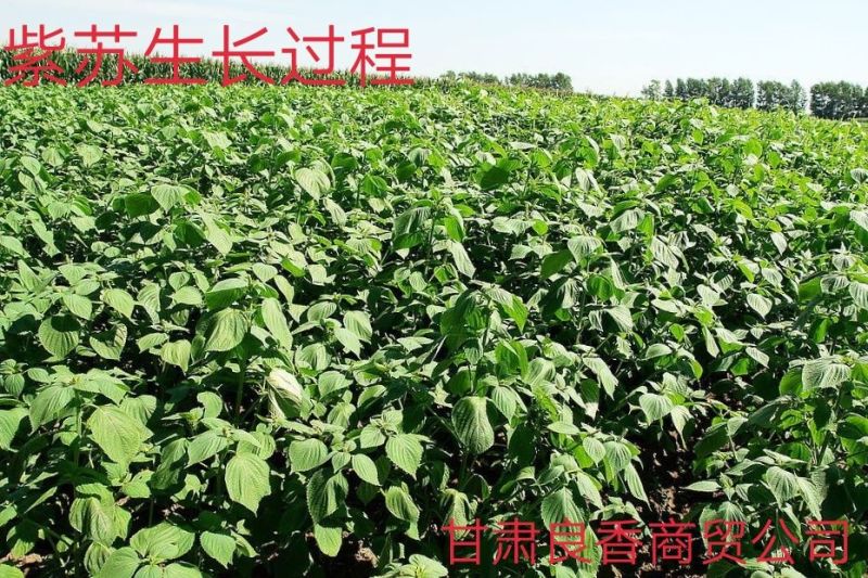 紫苏油纯冷榨两瓶包邮88元甘肃人自己的食用油