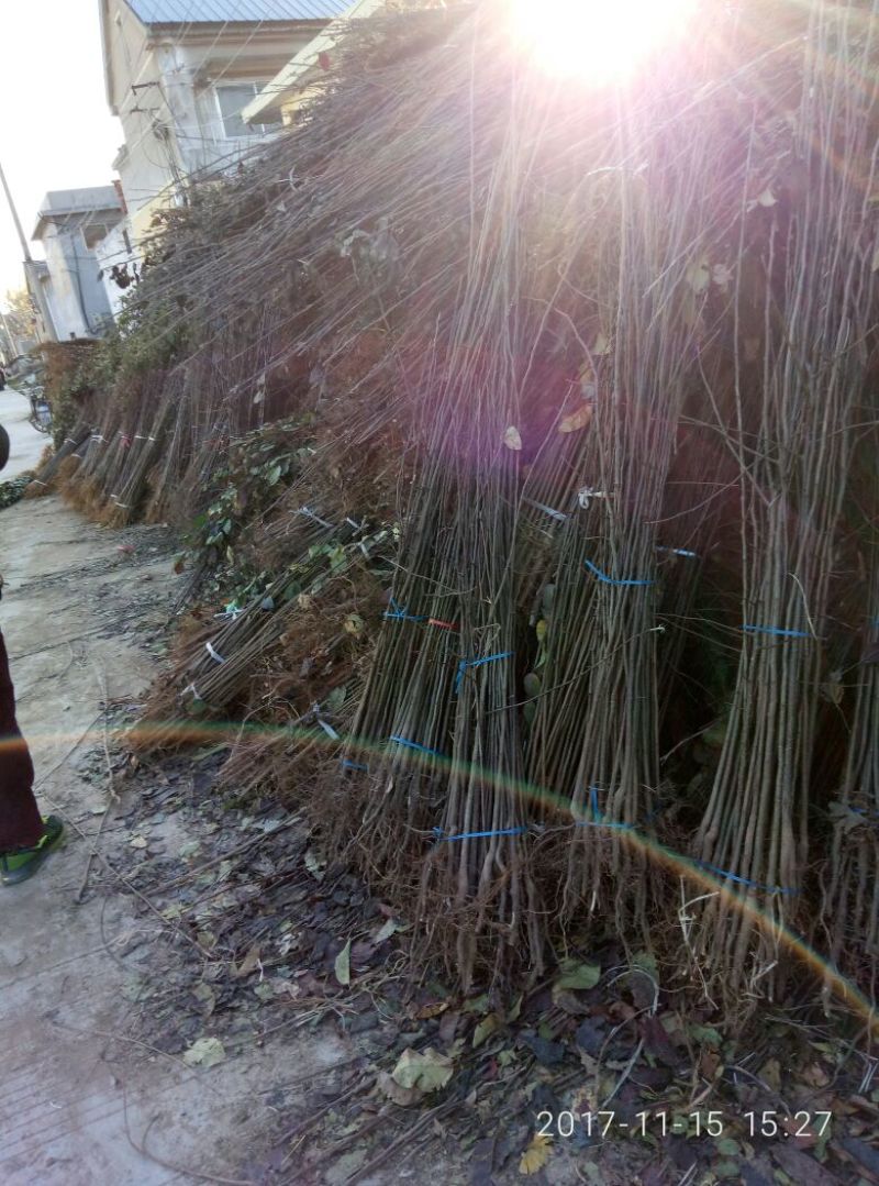 苹果原生苗价格，海棠苗，嫁接苹果树新品种占木，