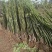 辽核核桃苗2~3年100~150cm
