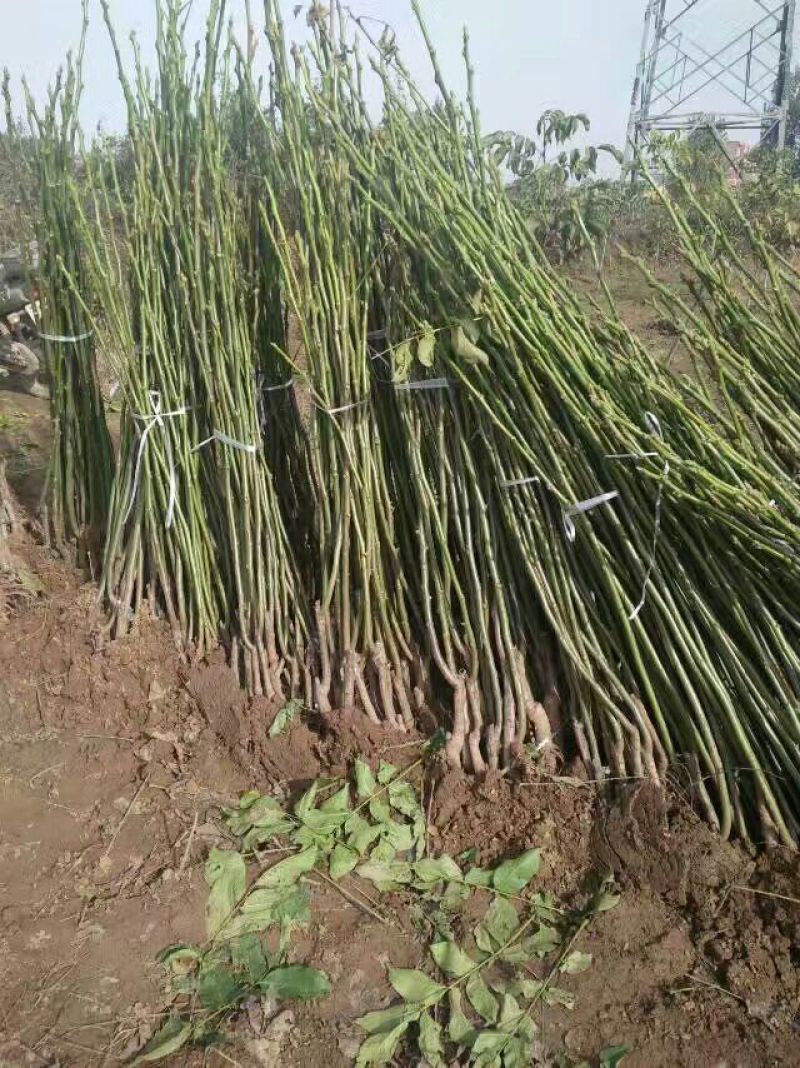辽核核桃苗2~3年100~150cm