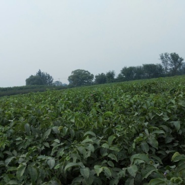辽核核桃苗2~3年100~150cm