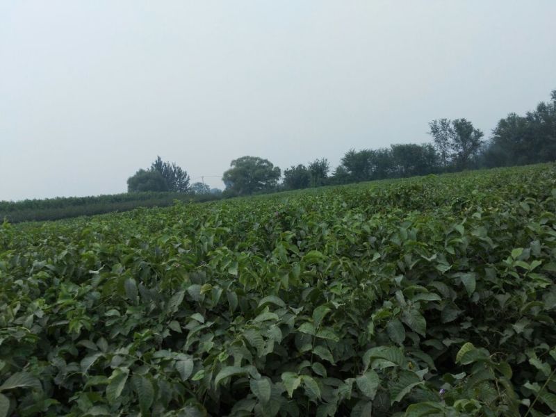辽核核桃苗2~3年100~150cm