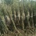辽核核桃苗2~3年100~150cm