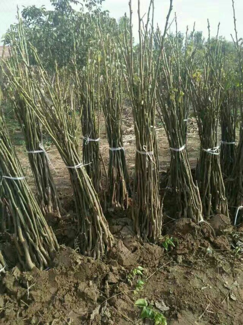 辽核核桃苗2~3年100~150cm