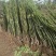 辽核核桃苗2~3年100~150cm