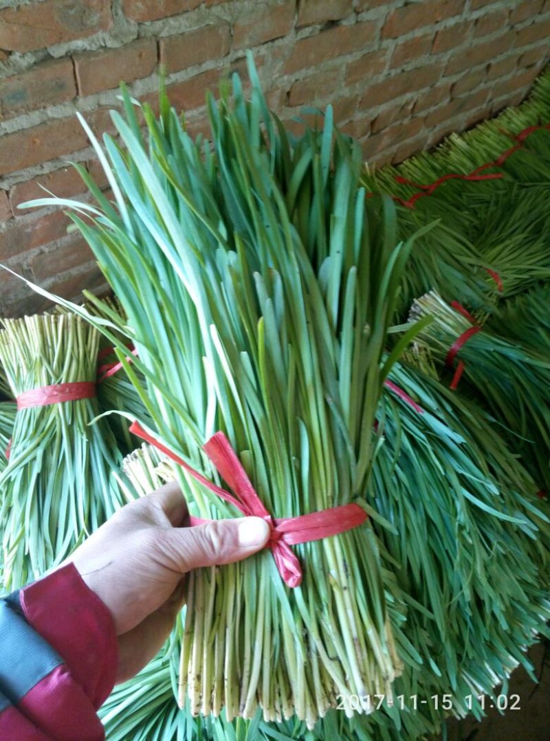 平丰六号，大叶韭菜二茬捆重2.5斤左右