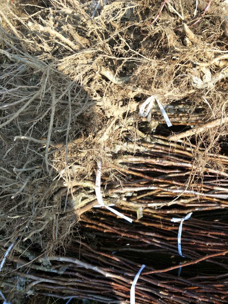 基地直销1公分大金星山楂苗批发3公分山楂树价格