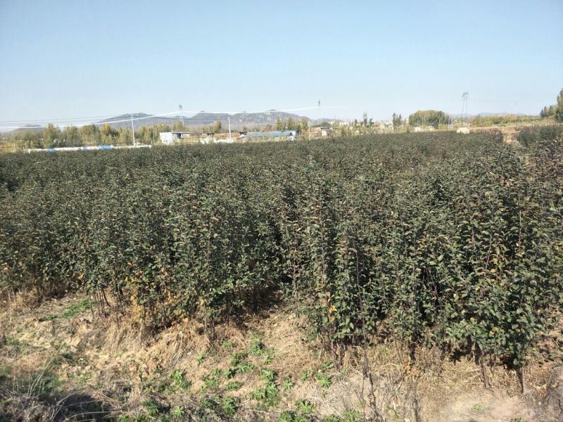 优质苹果树苗早熟品种丽苹果口感脆甜80cm以上