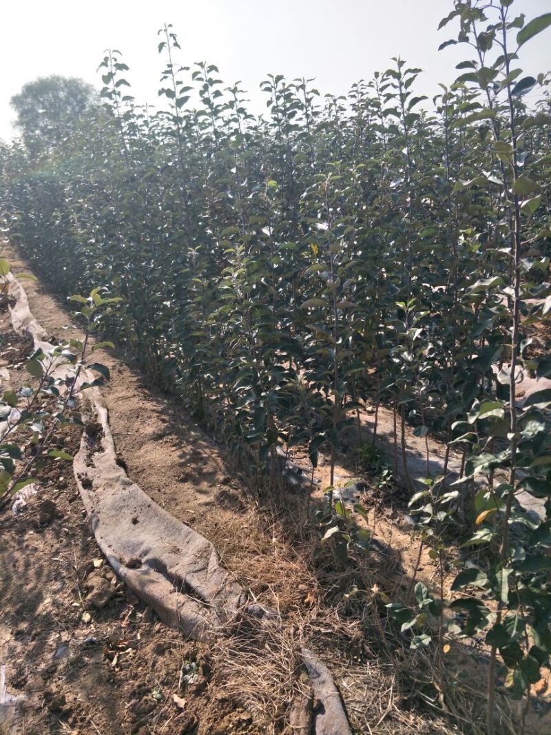 优质苹果树苗早熟品种丽苹果口感脆甜80cm以上