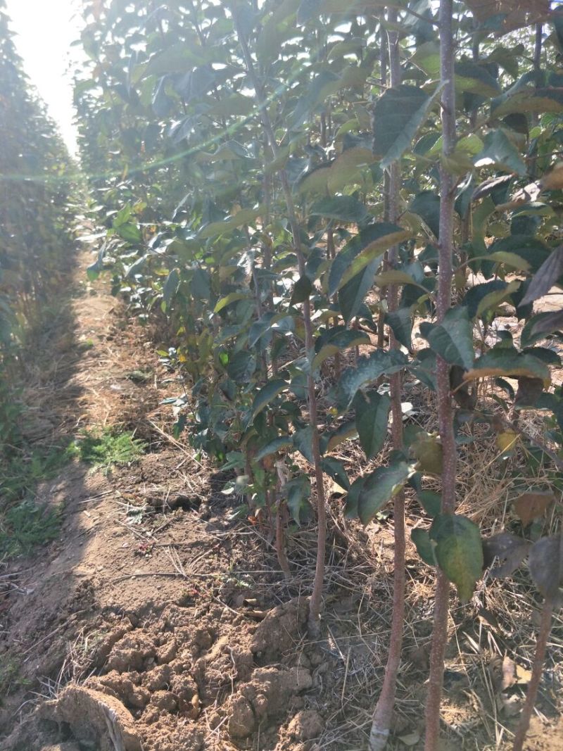 优质苹果树苗早熟品种丽苹果口感脆甜80cm以上
