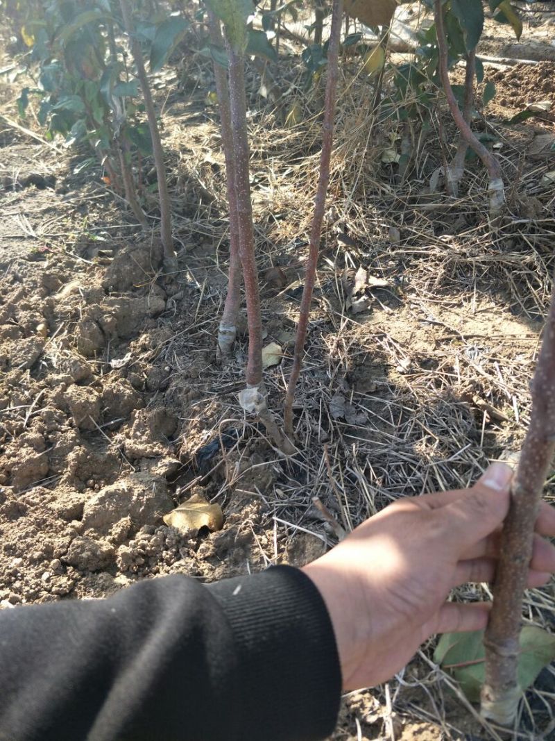优质苹果树苗早熟品种丽苹果口感脆甜80cm以上