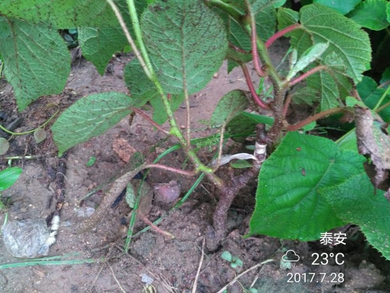 猕猴桃苗，软枣子猕猴桃种苗，嫁接种苗，原生种苗均有货