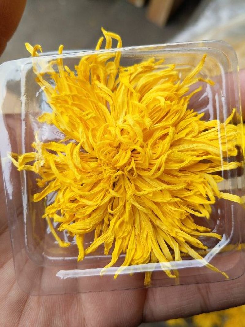 金丝皇菊茶特级