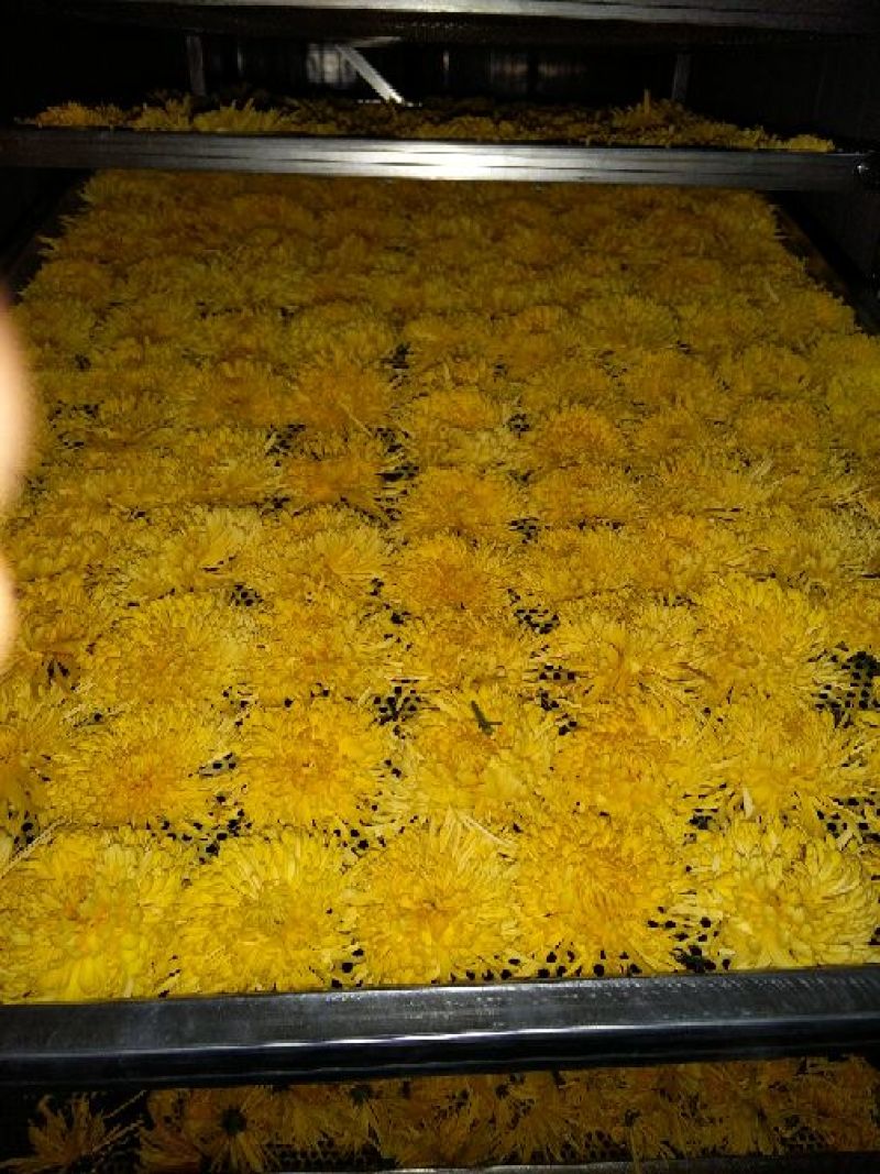 金丝皇菊茶特级
