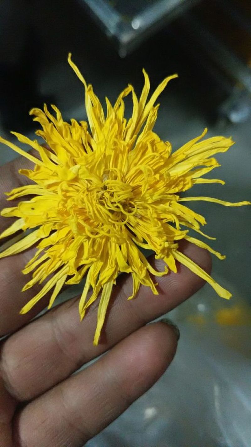 金丝皇菊茶特级