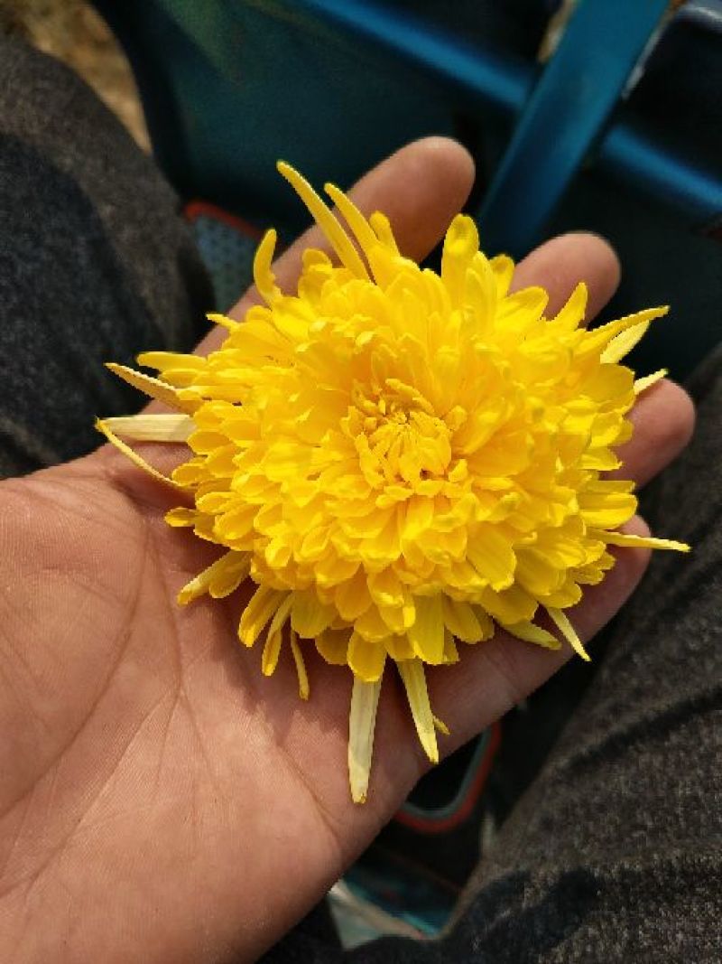 金丝皇菊茶一级