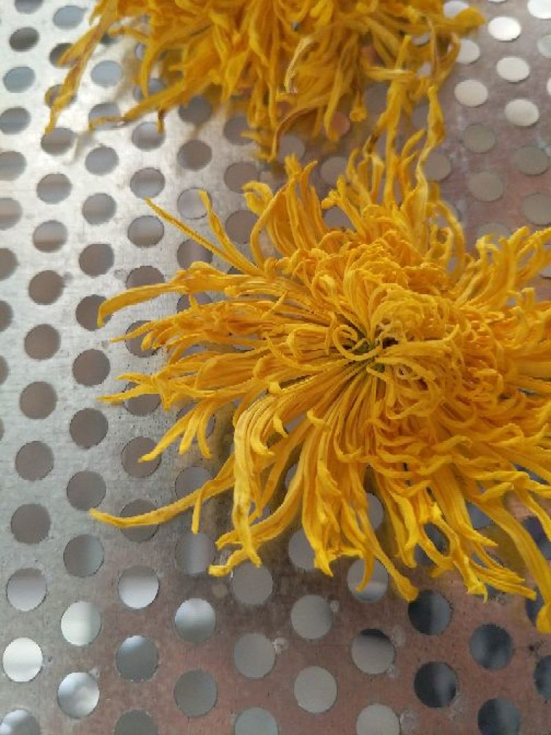 金丝皇菊茶一级