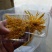金丝皇菊茶一级