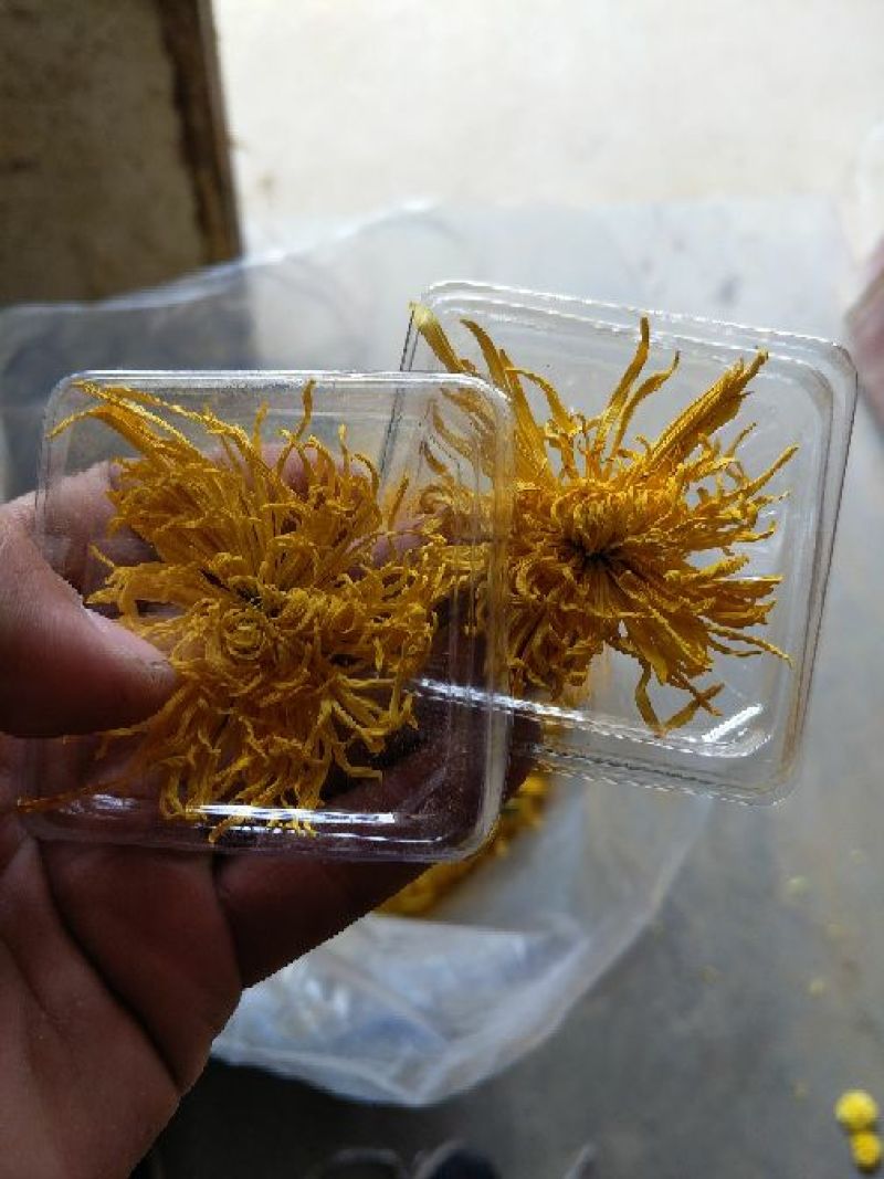 金丝皇菊茶一级