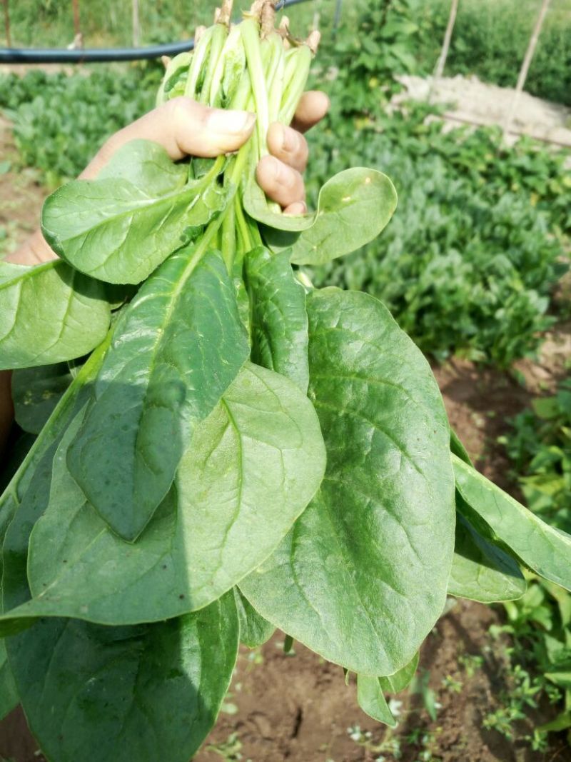 大叶菠菜25~30厘米