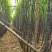 甘蔗4~5cm2~2.5米6~8斤