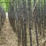 甘蔗4~5cm2~2.5米6~8斤