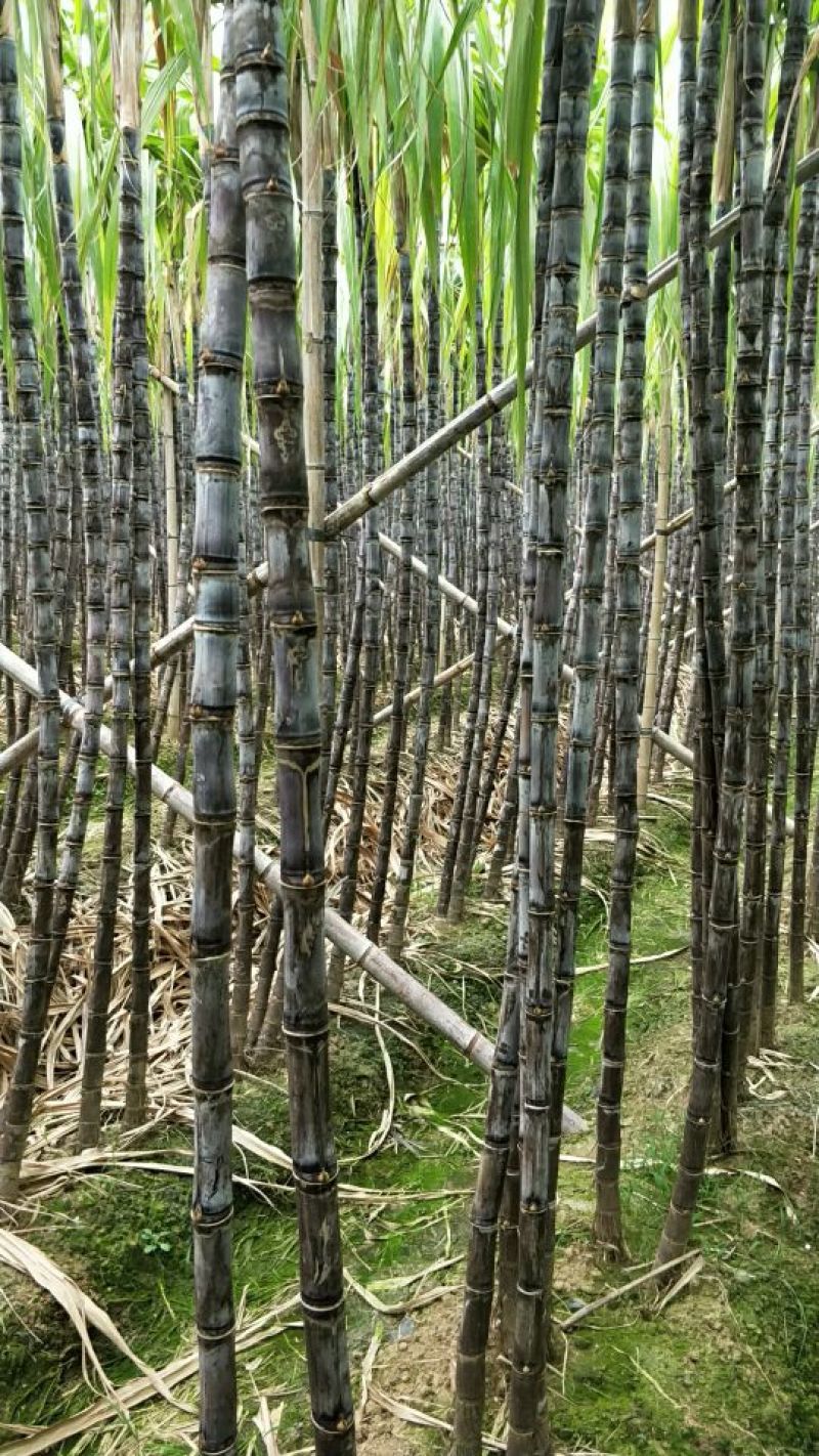 甘蔗4~5cm2~2.5米6~8斤