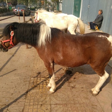 矮马200~300kg