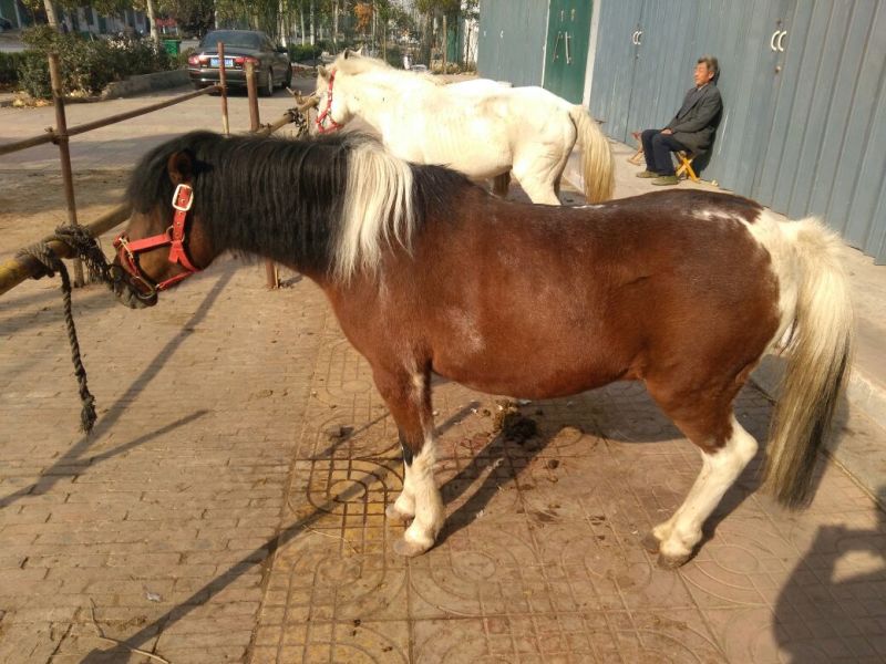 矮马200~300kg