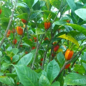 栀子花6~8cm4cm以下1.5~2米