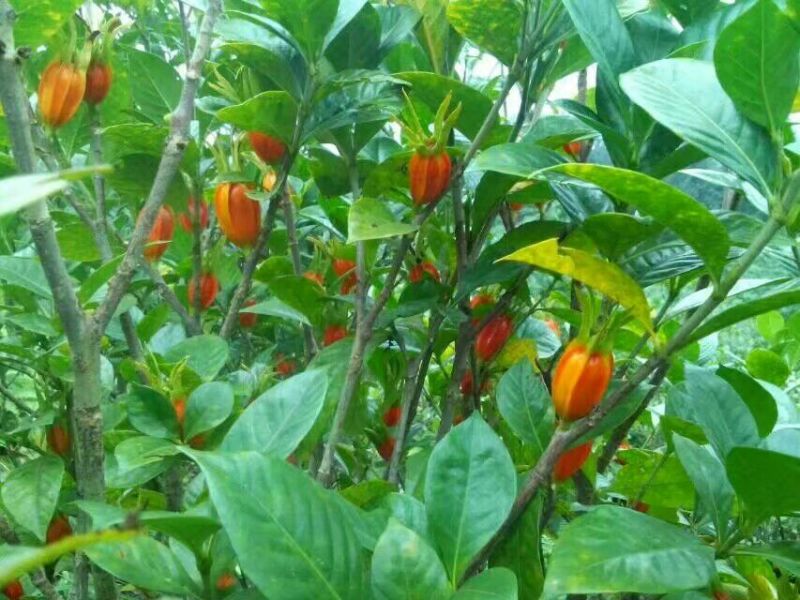 栀子花6~8cm4cm以下1.5~2米