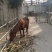 矮马200~300kg
