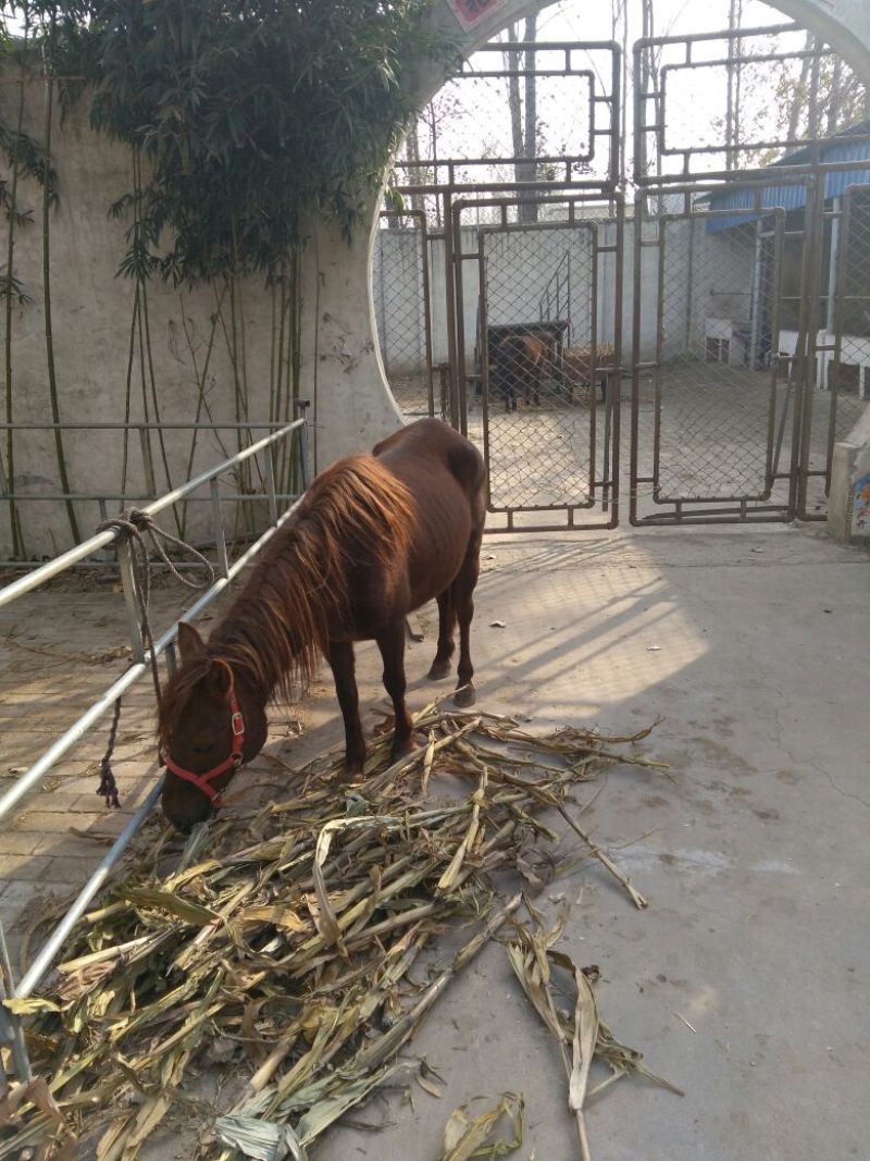 矮马200~300kg