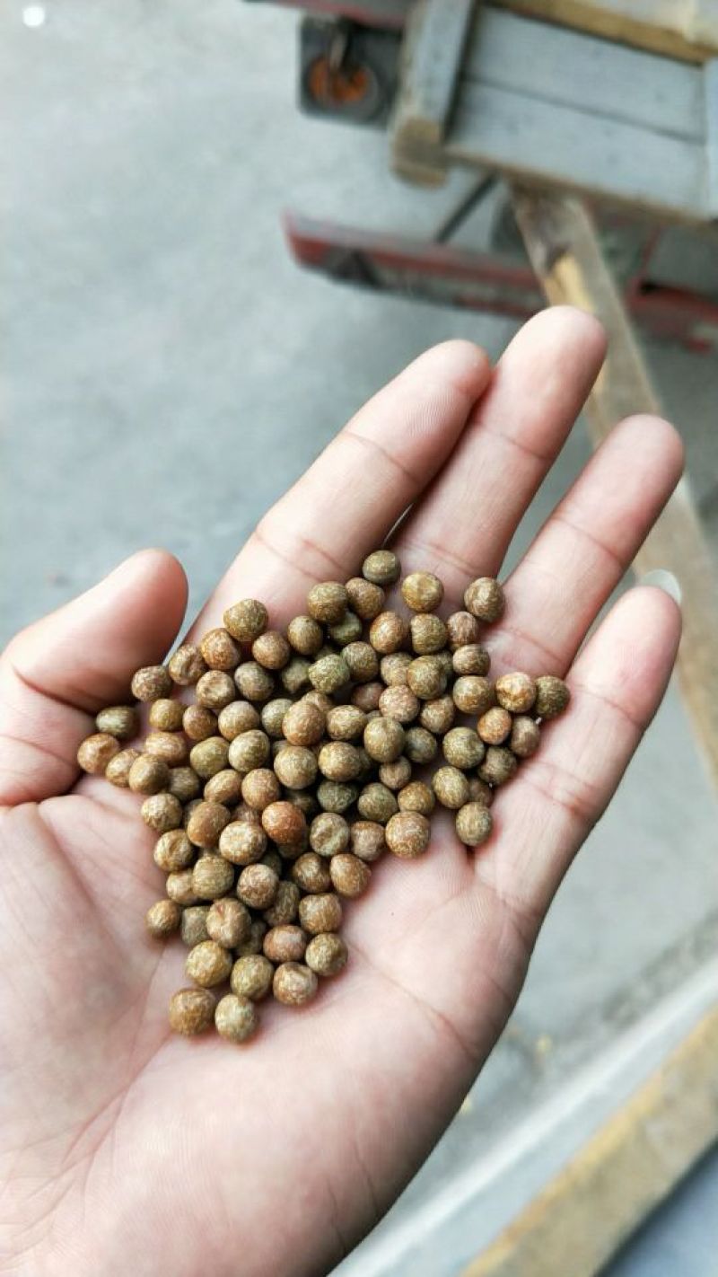 【精选】一号麻豌豆，芽苗菜专用，大量供应