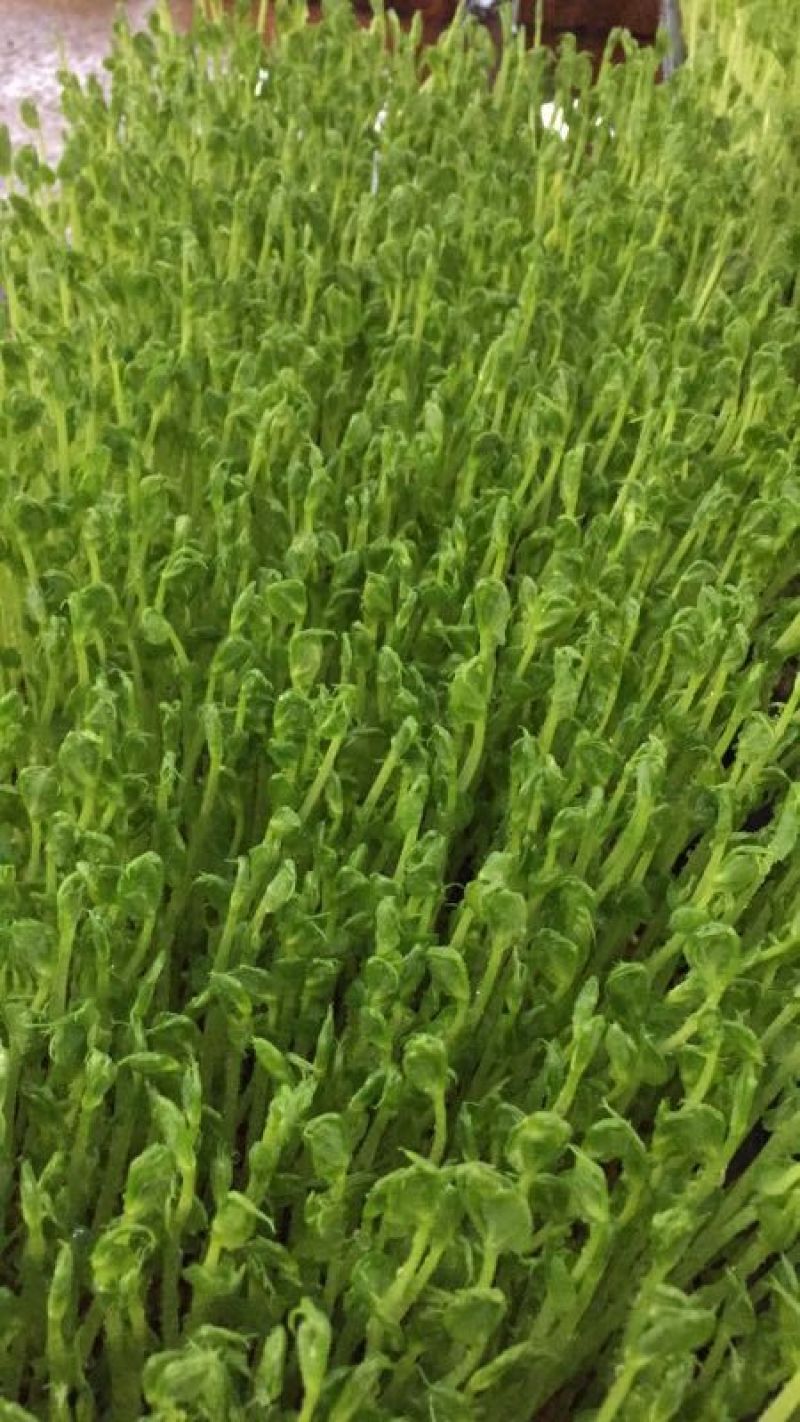 【精选】一号麻豌豆，芽苗菜专用，大量供应