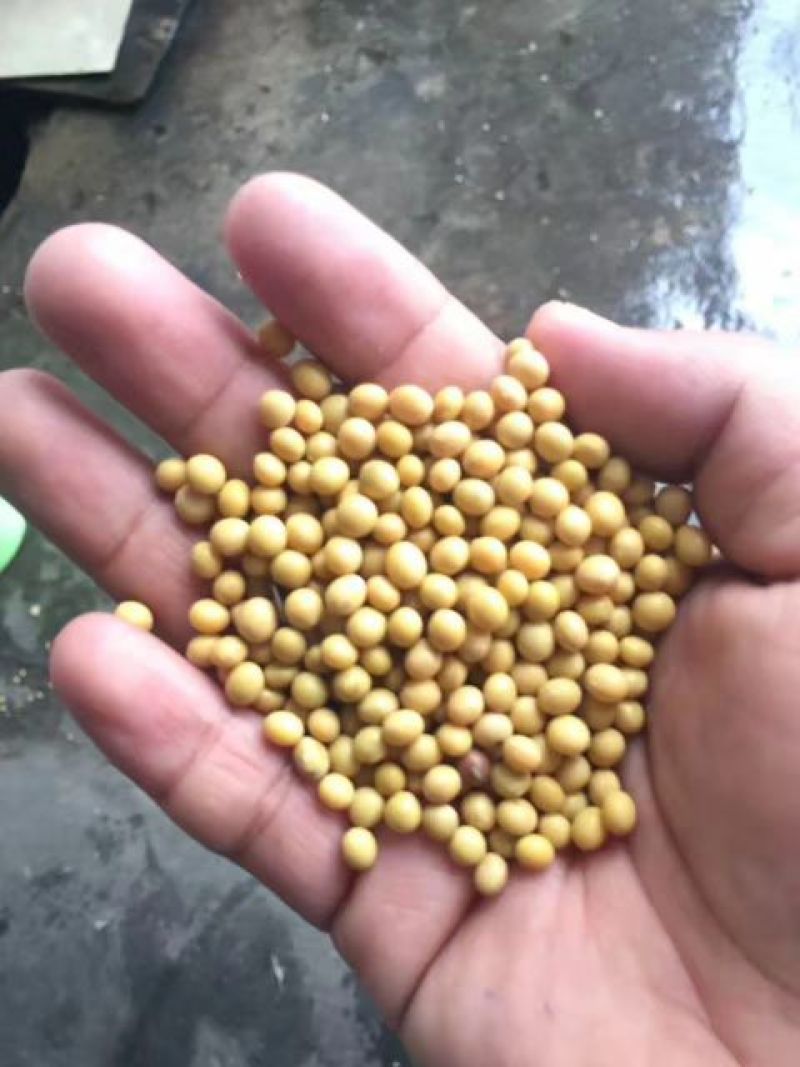 【精品】黄豆优质，发芽专用，现货供应。