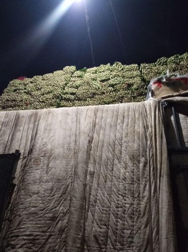 大叶菠菜25~30厘米