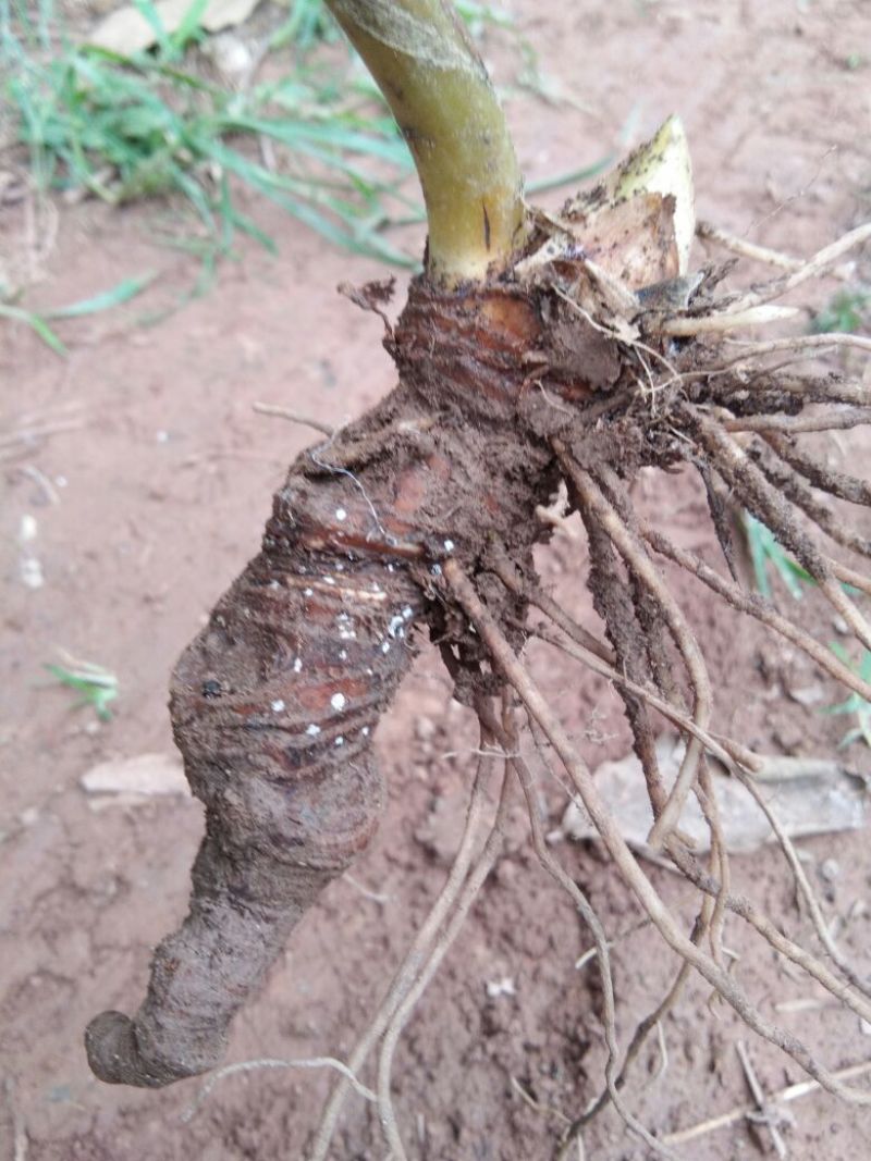 【推荐】重楼鲜货选个质量保证欢迎采购