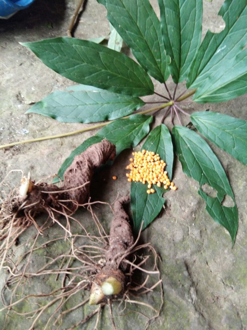 【推荐】重楼鲜货选个质量保证欢迎采购